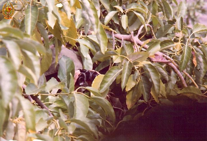 Observando sin ser vistos (Operación Chaparral marzo 1980).jpg